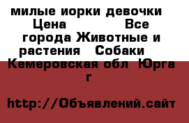 милые иорки девочки › Цена ­ 15 000 - Все города Животные и растения » Собаки   . Кемеровская обл.,Юрга г.